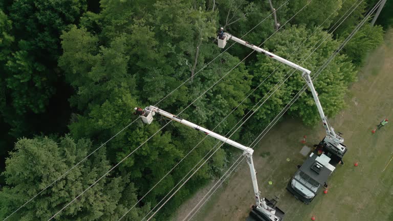 How Our Tree Care Process Works  in Narragansett Pier, RI